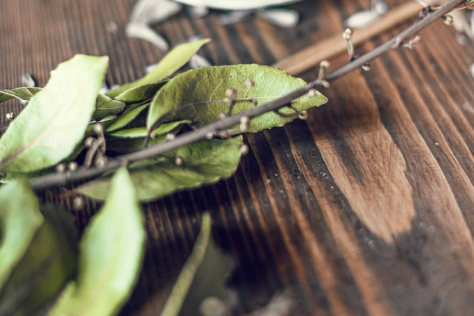 Oslobodite se stresa za samo pet minuta: Ova biljka će učiniti da se osetite preporođeno