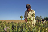Proizvodnja opijuma u Avganistanu pala za 95 odsto, ali to bi moglo da dovede do novih problema