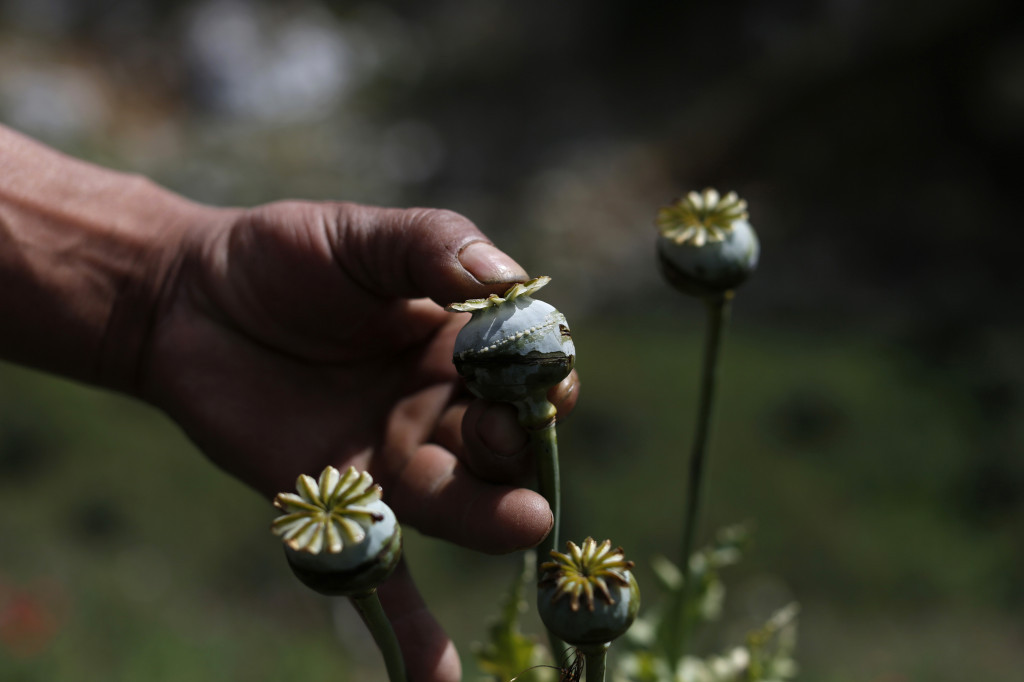 Avganistan više nije prvi po proizvodnji opijuma, ova država ga je prestigla