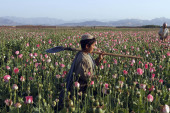 Talibani su se zarekli da će iskoreniti opijum iz Avganistana: Mogu li da ispune ovo obećanje