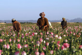 Uzgoj maka strogo zabranjen: Talibani ušli u borbu protiv narkotika, oštre kazne za sve koji se ne pridržavaju pravila