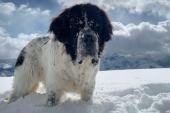 Emotivno: Porodica je napravila planinu snega u dvorištu da bi se njihov pas poslednji put igrao kako najviše voli