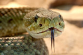 Horor u selu kod Bijeljine! Pronašli zmiju dugu skoro dva metra u korpi u kojoj je spavala tromesečna beba