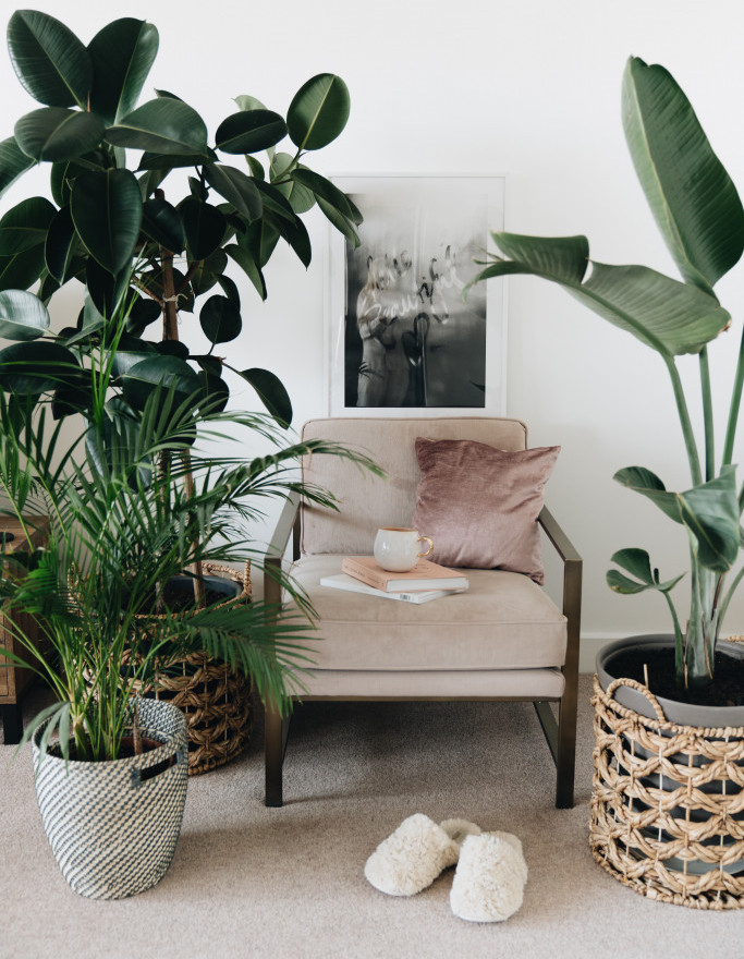 Trendovi u hortikulturi: U 2023. najpopularnije će biti ove tri vrste sobnih biljaka - makar jedna je dovoljna za sreću