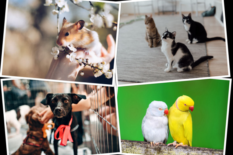 Danas se obeležava Svetski dan životinja: Pokažimo kućnim ljubimcima i napuštenim životinjama da nam je stalo