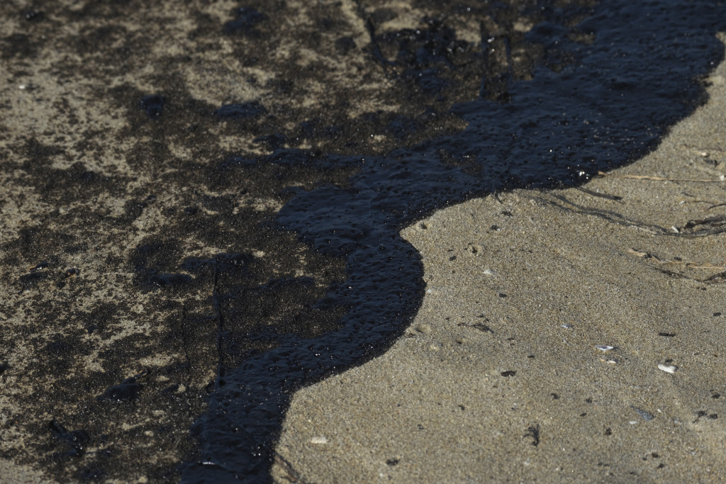 Ekološka katastrofa u Kaliforniji: Veliki pomor ptica i ribe posle izlivanja nafte (VIDEO)