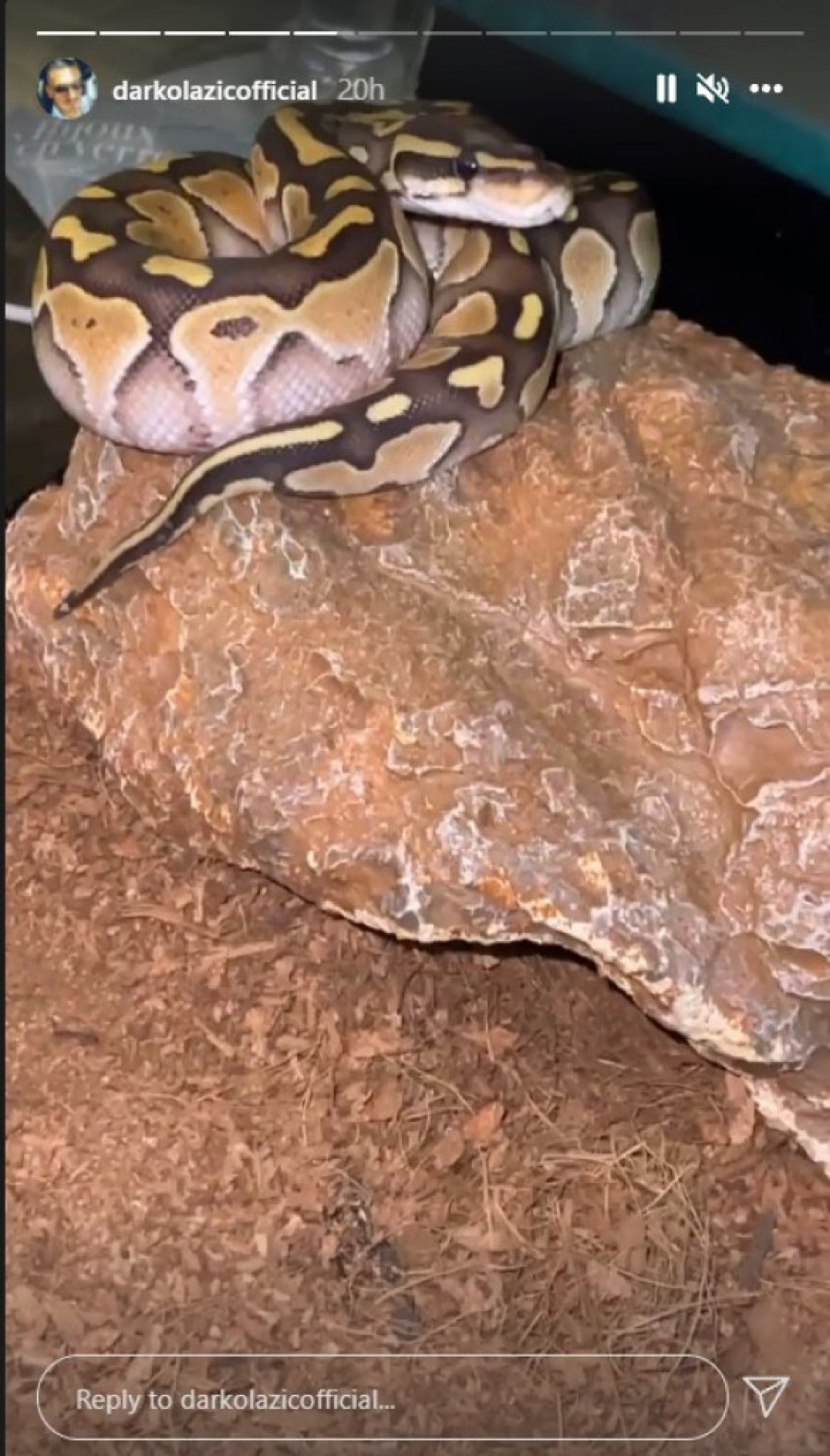 Od ovog prizora su se mnogi sledili! Darko Lazić pokazao da baš voli zmije, mazi je bez ikakvog straha (FOTO)