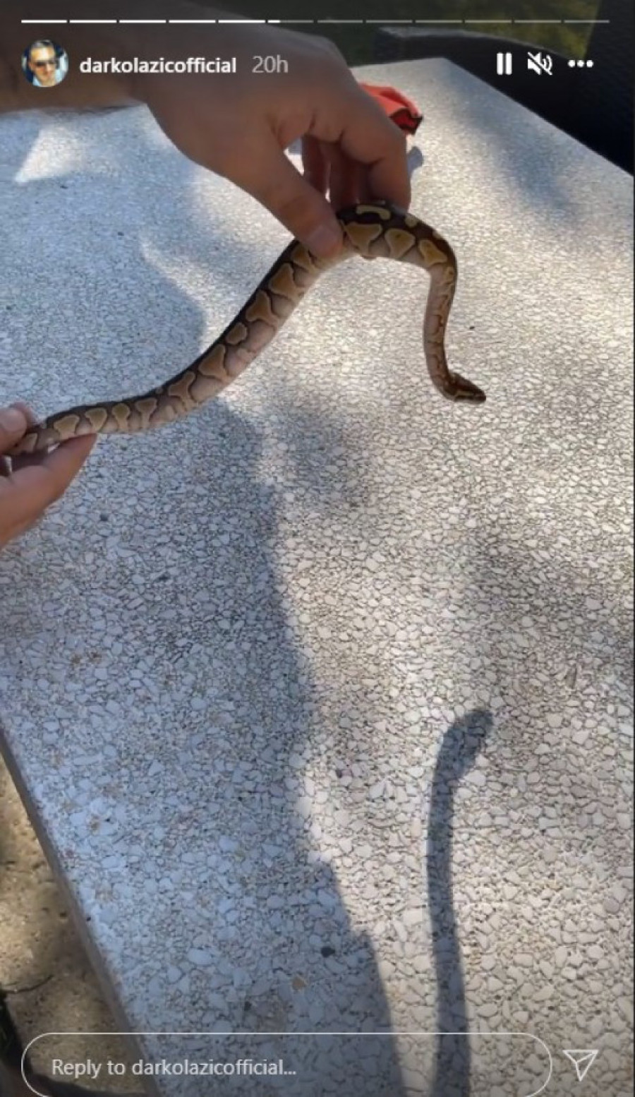 Od ovog prizora su se mnogi sledili! Darko Lazić pokazao da baš voli zmije, mazi je bez ikakvog straha (FOTO)