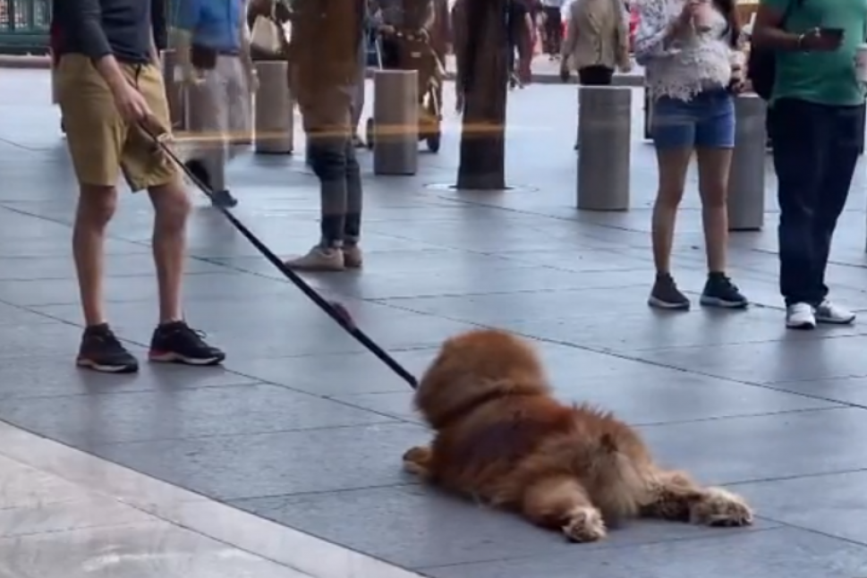 Kada odluči da mu je dosta šetnje, ovaj pas ne želi da se pomeri s mesta