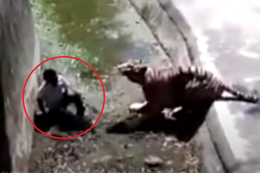 Jeziva smrt! Muškarac upao u kavez tigra, posetioci nisu mogli da prestanu da vrište kad ga je ščepao (VIDEO)