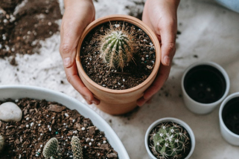 Pet grešaka koje morate da izbegnete kada negujete kaktuse: Da bi vaše biljke bile srećne i zadovoljne, pripazite na ovo