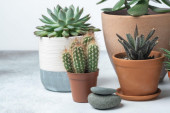 Pet grešaka koje morate da izbegnete kada negujete kaktuse: Da bi vaše biljke bile srećne i zadovoljne, pripazite na ovo