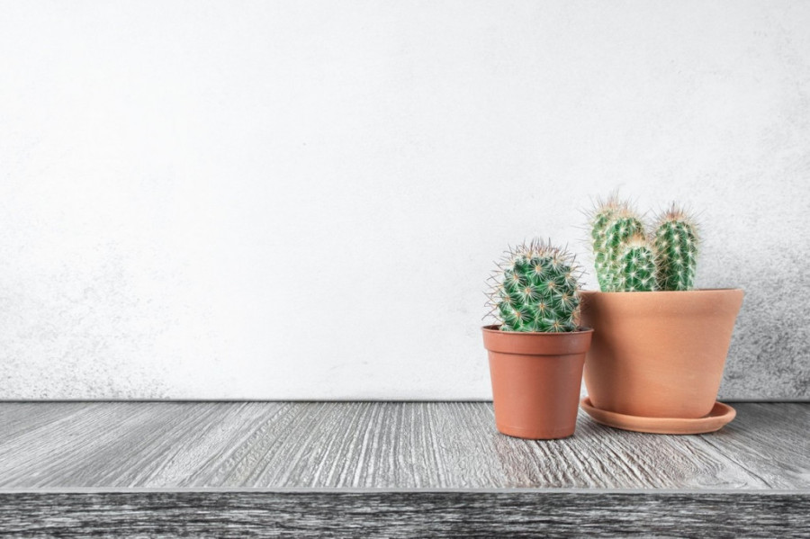 Pet grešaka koje morate da izbegnete kada negujete kaktuse: Da bi vaše biljke bile srećne i zadovoljne, pripazite na ovo