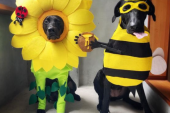 Vlasnik pravi zabavne kostime za svoja dva udomljena psa, njihovi pratioci su oduševljeni