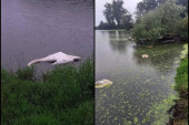 Upozorenje! Ne prilazite mrtvim pticama: Masovno uginuće labudova u Borči (FOTO)