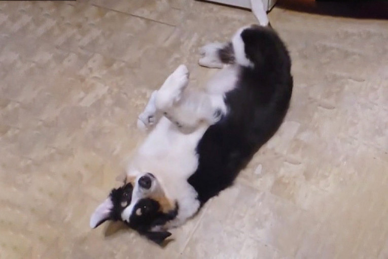 Zaslužio je Oskara: Pas se povredio, pa se pretvarao da je mrtav kako bi privukao pažnju vlasnice (VIDEO)