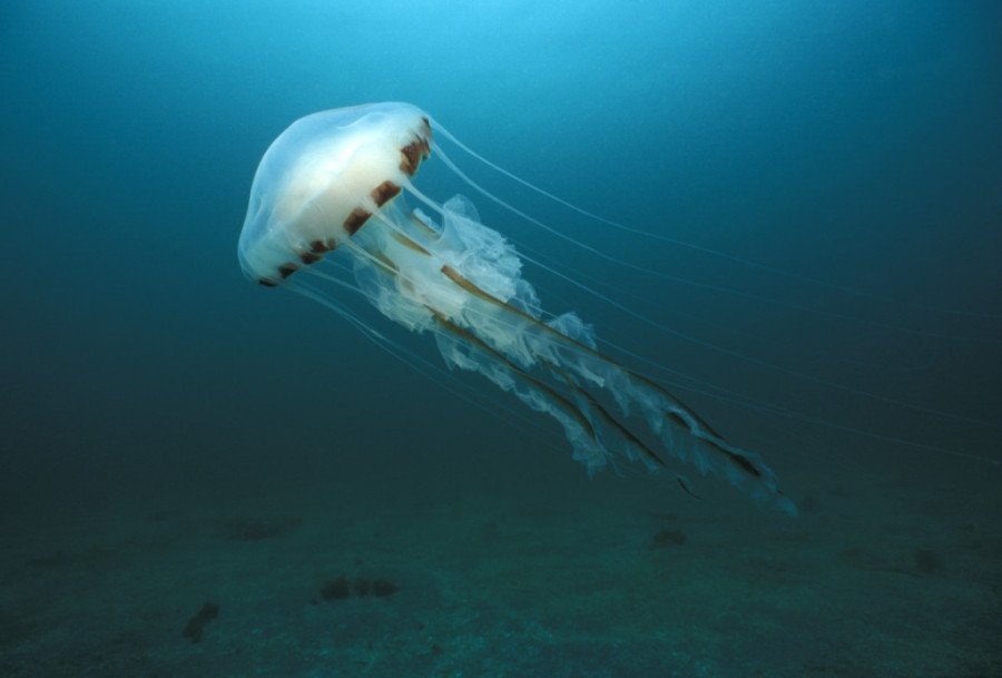 Meduze, kalifornijske kornjače i ribe od 100 kilograma: Šta sve kriju dubine Ade Ciganlije?