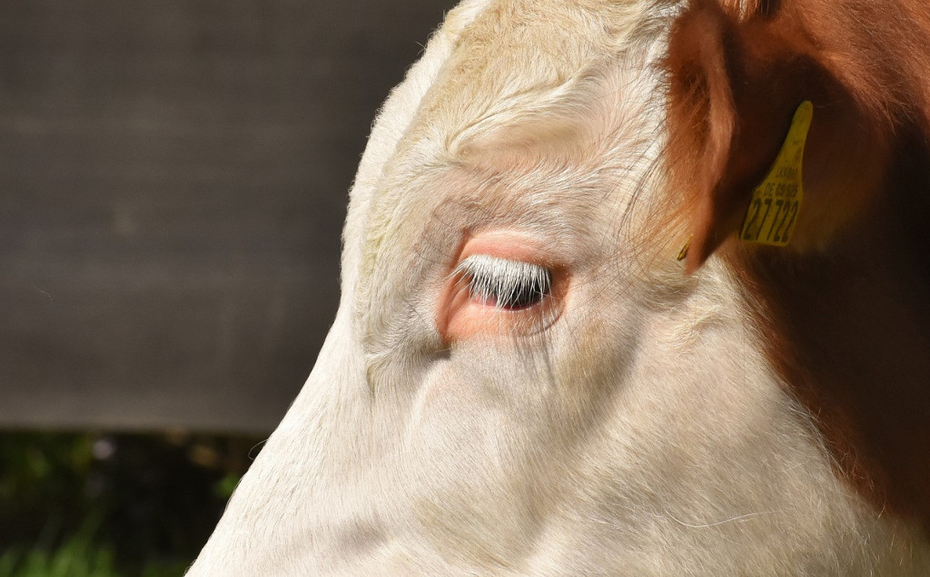 Za telad traže više od 700 dinara: Ovo su nove cene stoke u Srbiji