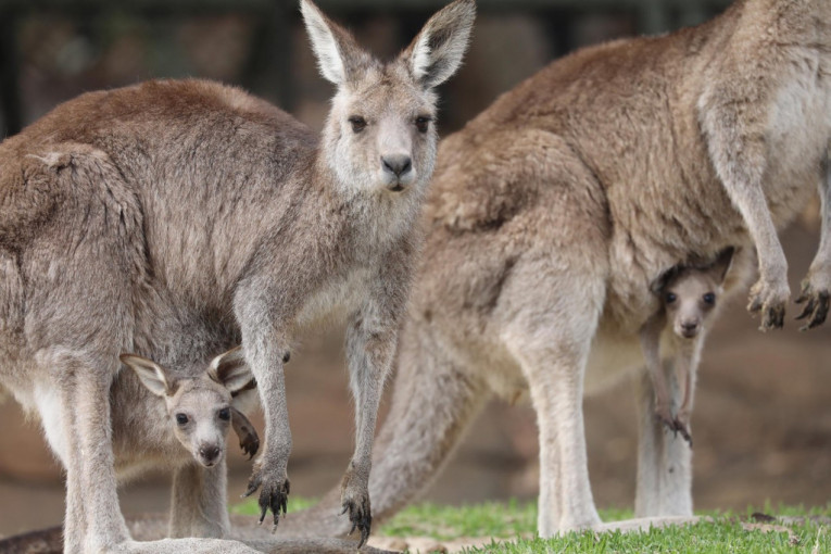 Australija planira da ubije 300 kengura zbog gradnje puta jer im se to više isplati?!