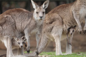 Tinejdžeri ubijali kengure, a sada im preti ozbiljna kazna