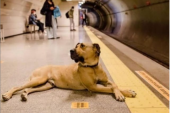 Bodži je prava senzacija: Pas koji zna tačan raspored javnog prevoza (VIDEO)
