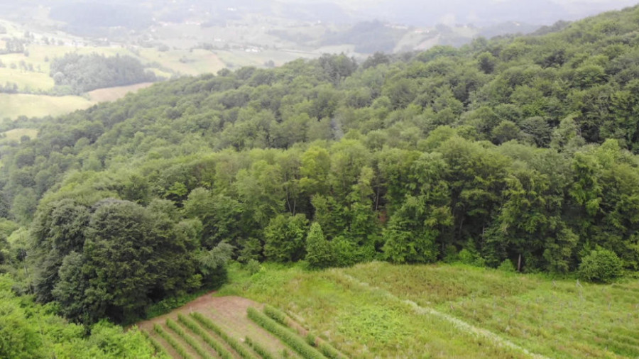 Kradu i ne pitaju: Od šume na Murtenici ostaju samo panjevi (FOTO)