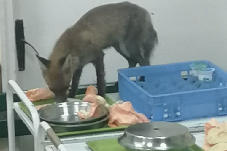 Predator uhvaćen: Lisica koja je harala čačanskom bolnicom konačno upala u klopku