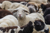 Stado ovaca u Grčkoj nakon jedne paše počelo čudno da se ponaša: "Pojele su 300 kg hašiša, skakale su više od koza“