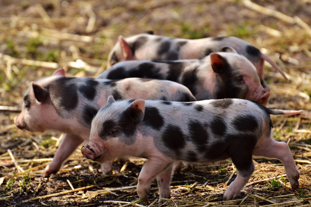 Svi su spremni na skok cena svinjetine, samo je pitanje koliki će gde biti