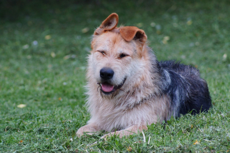 Pas težak 70 kg ugrizao dete za lice, vlasnik šokiran: 