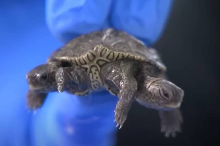 Kornjača sa dve glave i šest nogu dobila dom: Prebačena u utočište za divlje životinje