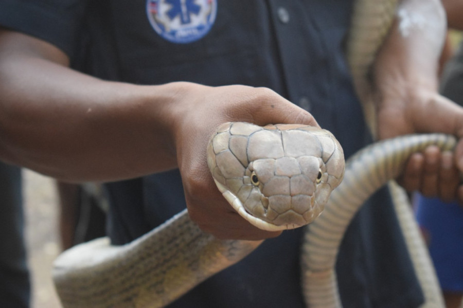 Da li biste probali? Vodka sa zmijskim srcem kao test hrabrosti i tradicije! (VIDEO)