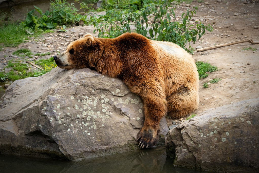 "Spa za medvede" na Jadovniku! Meda uživao u rezervoaru sa vodom! (VIDEO)