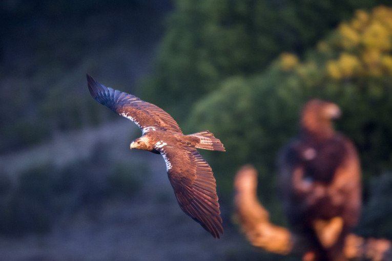 Otkriven novi par retkog orla krstaša u Banatu: Naselili su malo posećenu pustaru