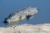 Upoznajte Babiju - krokodila vegetarijanca koji čuva indijski hram