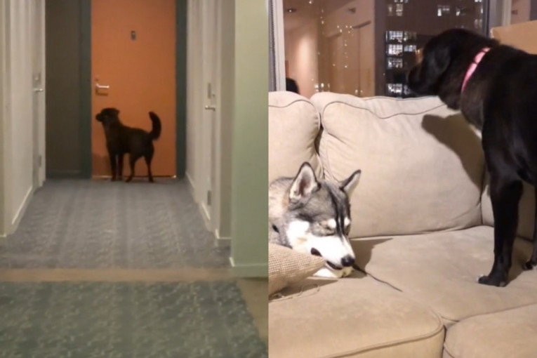 Pas svako veče kuca na vrata svoje najbolje prijateljice da vidi da li može da izađe i igra se (VIDEO)