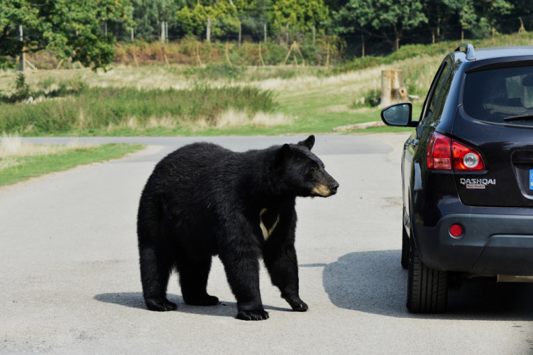 Isplivao neverovatan snimak: Medved umalo nastradao zbog bahatog vozača (VIDEO)