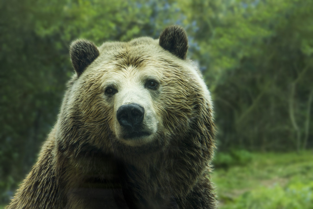 Mladunče crnog medveda eutanazirano na Aljasci: Utvrđeno je da boluje od ptičijeg gripa