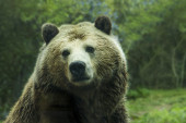 Medved upao u kombi i popio 69 limenki gaziranih sokova, ali jedno piće nije hteo ni da okusi (VIDEO)