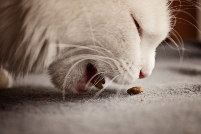 Otkrivamo: Zašto mačka ne jede i šta učiniti ako odbija hranu