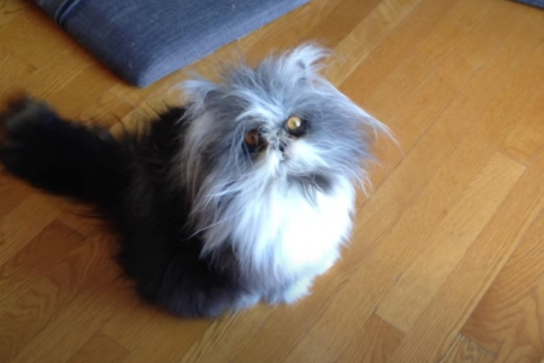 Ačjum, mačak sa retkim poremećajem i lepim manirima