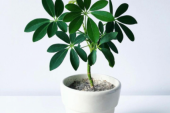 Kišobran drvo: Biljka kao stvorena za one koji misle da nemaju mnogo sreće sa uzgajanjem cveća