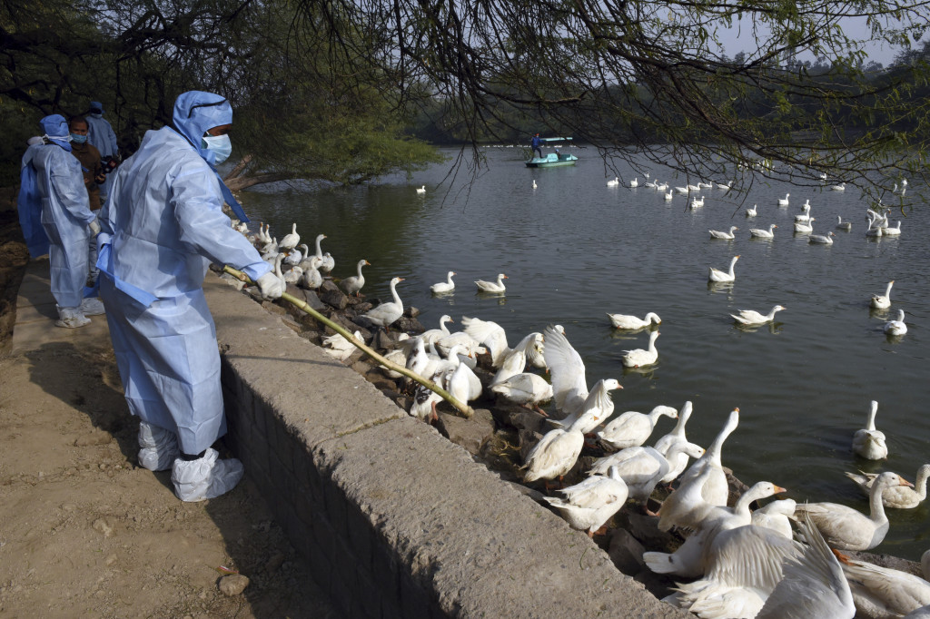 Ptičji grip hara Kinom i mnogo je opasniji: Umrlo najmanje 6 ljudi, virus mutira i zarazniji je