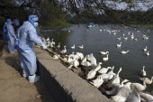 Crveni alarm u Evropi: Ptičji grip udara najžešće dosad