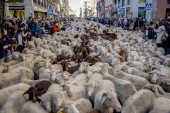 Ovce preuzele ulice Madrida: Pastiri sa stadima prošetali glavnim ulicama