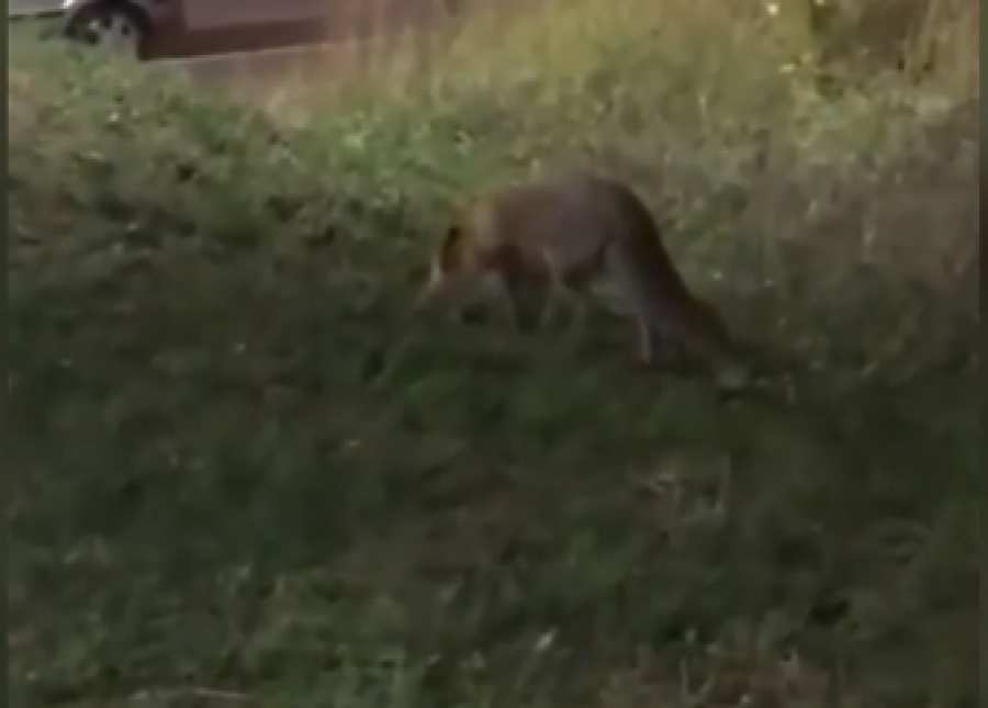 Nemojte da vas zavaraju njene pitome oči, to je samo varka: Neobična životinja hara po gradovima!