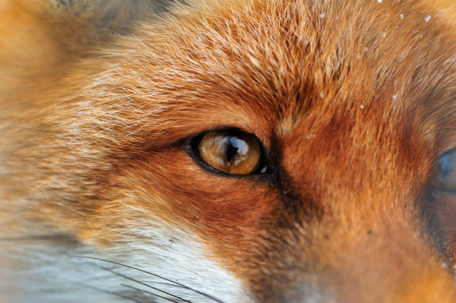 Lisice se odomaćile u Banjaluci: Lutaju gradom u potrazi za hranom, a nedavno su bile i nezvani gosti jednoj porodici