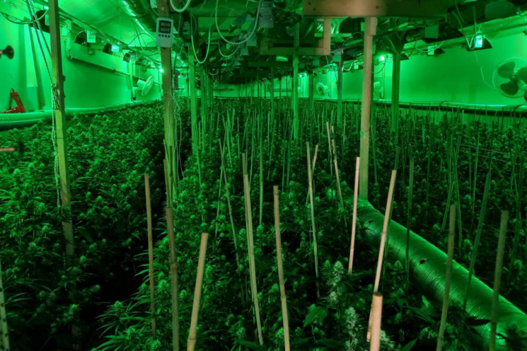 Veliki "ulov" srpske policije: Otkrivena laboratorija za uzgoj marihuane kod Uba (FOTO)