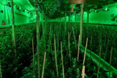Veliki "ulov" srpske policije: Otkrivena laboratorija za uzgoj marihuane kod Uba (FOTO)