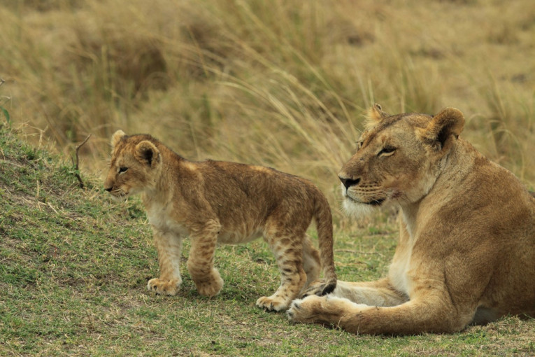 U južnoj Keniji prošle nedelje ubijeno deset lavova, ali zbog čega je suša kriva?